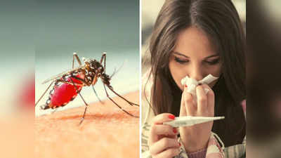 Malaria Home Remedy: पपीते के पत्ते से लेकर फिटकरी तक ये 5 चीजें हैं मलेरिया के दुश्मन, बस ऐसे करें सेवन