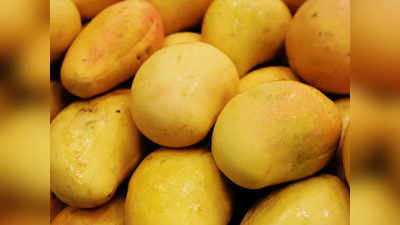 National Mango Day 2022: ദേശീയ മാമ്പഴ ദിനത്തിന്റെ ചരിത്ര പ്രാധാന്യവും പഴങ്ങളുടെ രാജാവിനക്കുറിച്ചുള്ള രസകരമായ വസ്തുതകളും