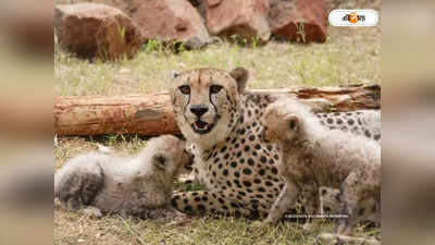 Cheetah in India: ৭৫তম স্বাধীনতা দিবসে কামব্যাক! ৭০ বছর পর ফের ভারতের জঙ্গলে ফিরছে চিতা