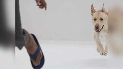 Stray Dogs: ಬೆಂಗಳೂರಿನಲ್ಲಿ ಎರಡೂವರೆ ವರ್ಷಗಳಲ್ಲಿ 52,000 ಮಂದಿಗೆ ಬೀದಿ ನಾಯಿ ಕಡಿತ..!