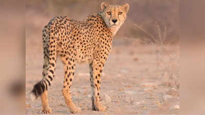 Cheetah In India: चीतों की राजधानी से भारत आ रहा दुनिया का सबसे तेज जानवर, नामीबिया की डेप्युटी PM बोलीं- उम्मीद है इंडिया इनका ख्याल रखेगा