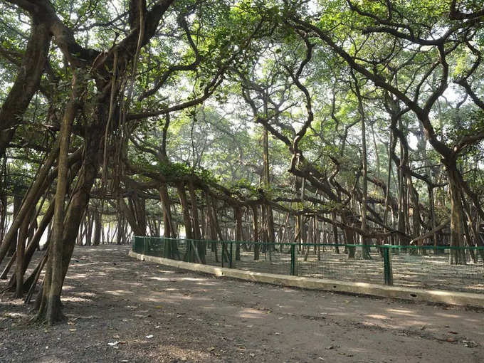 ​ಆಲದ ಮರದ ಆರೈಕೆಗಾಗಿ ವಿಶೇಷ ತಂಡ