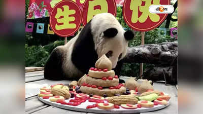World Oldest Panda: অ্যান অ্যান আর নেই, ৩৫-এ চোখ বুজল বিশ্বের সর্বাধিক বয়স্ক পান্ডা