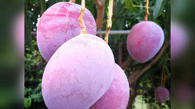 National Mango Day : ఈ మామిడి ధర కేజీ రూ.2.7 లక్షలు .. పండేది ఇండియాలోనే