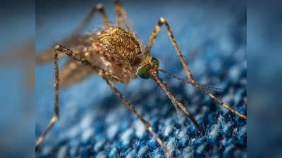 मच्छरांच्या त्रासामुळे परेशान असाल तर खरेदी करा mosquito killer racket, जीवघेण्या आजारांपासून तुमच्यासहित सर्व प्रियाजनांचे संरक्षण करा