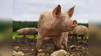 African Swine fever: మరో కొత్తవ్యాధి కలకలం... 300 పందులను చంపడానికి ఆదేశాలు