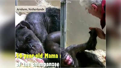 जिंदगी की आखिरी सांसें गिन रहा था चिंपाजी, जब उसका दोस्त मिलने आया तो जी उठा