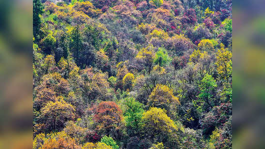 Career In Forestry: इन कारणों से फॉरेस्ट्री में बनाया जा सकता है बेहतर करियर, मिलती है अच्छी सैलरी 