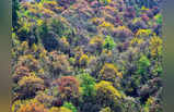 Career In Forestry: इन कारणों से फॉरेस्ट्री में बनाया जा सकता है बेहतर करियर, मिलती है अच्छी सैलरी