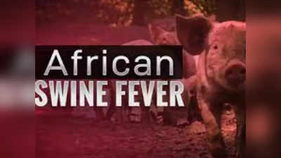 African Swine Fever: राहुल गांधी के संसदीय क्षेत्र वायनाड में म‍िला अफ्रीकी स्वाइन फीवर, केरल सरकार 300 सूअर मारेगी