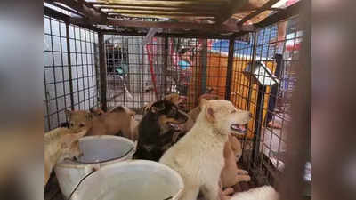 Dog Meat in Indonesia: अजब गजब खानपान! डॉग मीट में जायका ढूंढ़ रहे इंडोनेशिया के लोग, कुत्तों की हो रही कमी