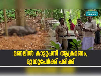 മണലിൽ കാട്ടുപന്നി ആക്രമണം, മൂന്നുപേർക്ക് പരിക്ക്