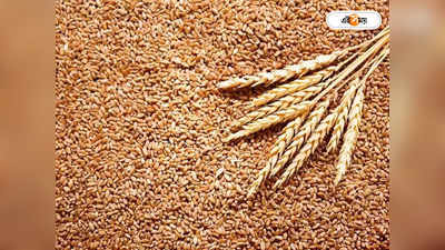 Wheat Price: হঠাৎ করেই দাম বাড়ল গমের! নতুন রেট দেখে নিন