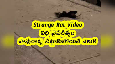 Strange Rat Video : విధి వైపరీత్యం .. పావురాన్ని పట్టుకుపోయిన ఎలుక