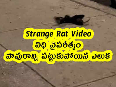 Strange Rat Video : విధి వైపరీత్యం .. పావురాన్ని పట్టుకుపోయిన ఎలుక