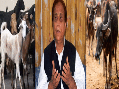 Azam Khan : बकरी और भैंस चोरी समेत 7 मामलों में आजम खां पर तय हो गए आरोप, जानें पूरा मामला