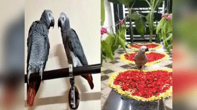 Karnataka news: लापता तोता ढूंढकर लाने वाले को दिया 85,000 इनाम, रुस्तम का भव्य स्वागत देख आप हो जाएंगे हैरान