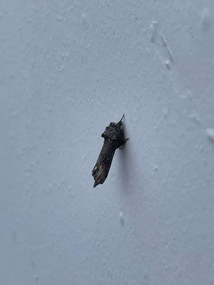 ఈ మోత్ (moth) చూడటానికి విరిగిన కొమ్మలా ఉంటుంది