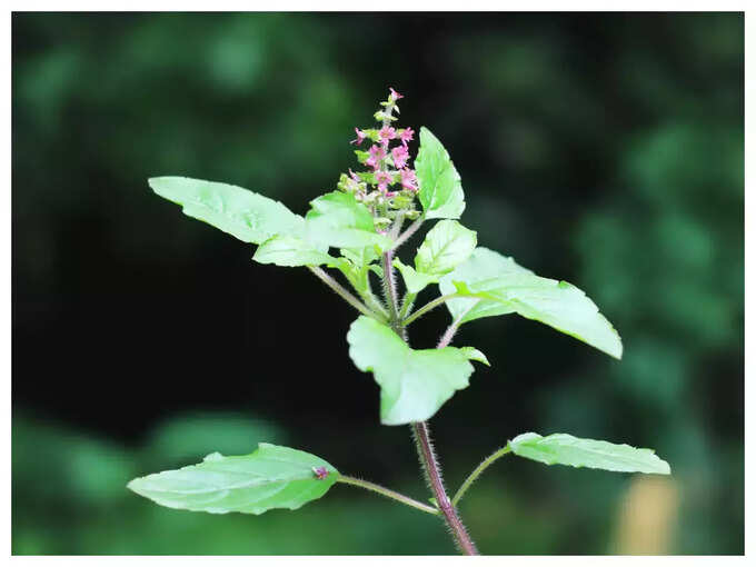 ​பேசில் மற்றும் துளசி இலைகள்