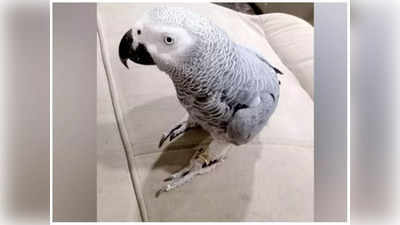 Tumkur Missing Parrot: చిలుక దొరికింది.. జాక్‌పాట్ కొట్టాడు.. సర్‌ప్రైజ్ చేసిన కుటుంబం!