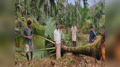 ഫെൻസിംഗ് തകർത്തു; കണ്ടി വാതുക്കൽ മലയിൽ കാട്ടാനകളിറങ്ങി വ്യാപക കൃഷി നാശം