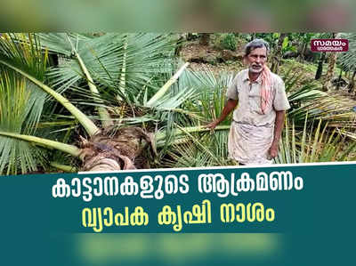 വളയം കണ്ടി വാതുക്കലിൽ കാട്ടാനകളുടെ ആക്രമണം; വ്യാപക കൃഷി നാശം