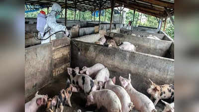 Swine flu: अब स्वाइन फ्लू से बचने की बारी, जानलेवा है सुअर से इंसानों तक पहुंचने वाला यह वायरस