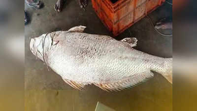 Rare fish in Bhadrak: చేపకు ఇంత డిమాండా.. రూ.3 లక్షలు ఇచ్చి మరీ కొన్నారు..!