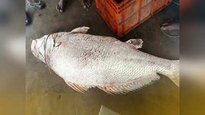 Rare fish in Bhadrak: చేపకు ఇంత డిమాండా.. రూ.3 లక్షలు ఇచ్చి మరీ కొన్నారు..! 