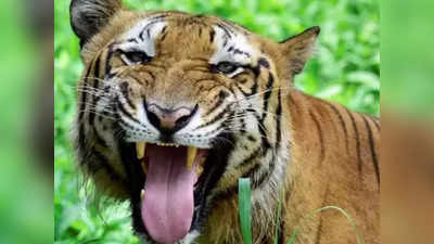 Highest Tiger Death In MP: एमपी में छह महीने में 27 बाघों की मौत... टाइगर स्टेट का दर्जा छीन जाएगा?