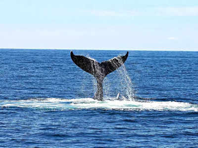 Whale Vomit : మత్స్యకారులకు దొరికిన తిమింగలపు వాంతి.. బాబోయ్ దీని ఖరీదు కోట్లలోనే!