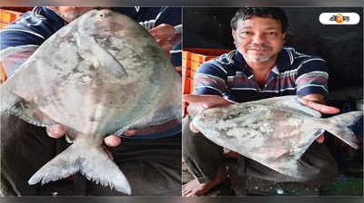 Pomfret Fish: Haldia-র বাজারে বিক্রি হল ১ কেজি ১০০ গ্রামের পমফ্রেট, দাম কত? জানুন