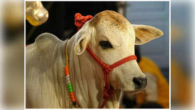 Punganur Cow: తెనాలిలో రూ.4.10 లక్షలు పలికిన పుంగనూరు ఆవు.. వీటిని పెంచితే కాసుల వర్షమే..!