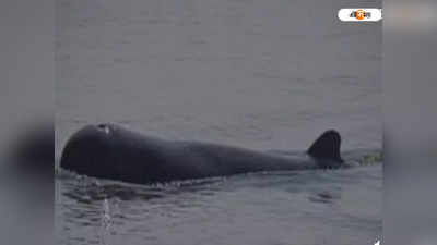 Dolphin: Digha-র সমুদ্রতটে উঠে এল বৃহদাকার জীবন্ত ডলফিন, সেলফি তোলার হিড়িক পর্যটকদের