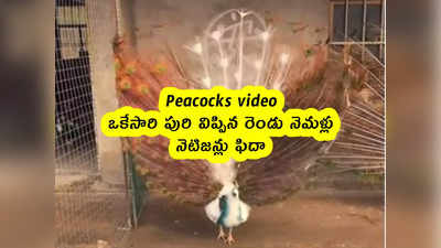 Peacocks video : ఒకేసారి పురి విప్పిన రెండు నెమళ్లు .. నెటిజన్లు ఫిదా