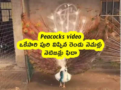 Peacocks video : ఒకేసారి పురి విప్పిన రెండు నెమళ్లు .. నెటిజన్లు ఫిదా