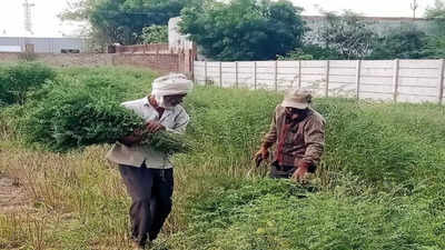 ರಾಯಚೂರು: ಸಾಲದ ಸುಳಿಯಲ್ಲಿ ಅನ್ನದಾತ, ರೈತರಿಗೆ ಇನ್ನೂ ಜಮಾ ಆಗಿಲ್ಲ 2018ರ ಸಾಲಮನ್ನಾ..!