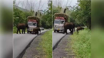 Funny Video: हत्तीला पाहून आठवतील चित्रपटातील गुंड, पाहा कसा ट्रक ड्रायव्हरकडून वसूल करतोय टॅक्स