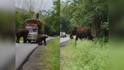 വിശന്നാല്‍ ഞങ്ങള്‍ ഇങ്ങനെയാണ് സാറെ... റോഡിന് നടുവില്‍ ലോറി തടഞ്ഞ് നിര്‍ത്തി കരിമ്പ് കഴിച്ച് ആനകള്‍, വീഡിയോ വൈറല്‍