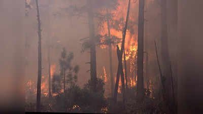 California wildfires: కాలిఫోర్నియాలో కార్చిచ్చు.. దహించుకుపోతున్న చెట్లు, 14 వేల ఎకరాలకుపైగా దగ్ధం