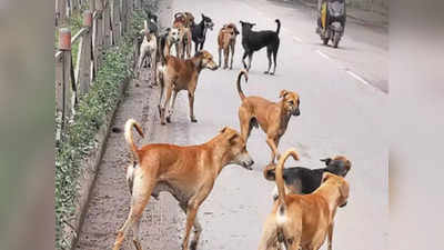 Agra Dog attack: दर्जनों कुत्ते नोच रहे थे... चीख तक न सकी, आवारा कुत्‍तों के हमले में दिव्‍यांग बच्‍ची जख्‍मी, हालत गंभीर