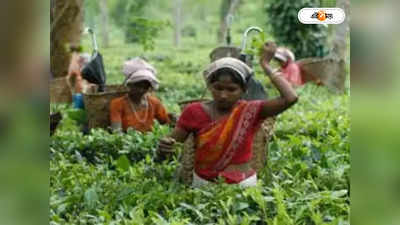 Bandapani Tea Garden: ৯ বছর পর খুলল বান্দাপানি চা বাগান, খুশির হাওয়া শ্রমিক মহলে