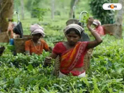Bandapani Tea Garden: ৯ বছর পর খুলল বান্দাপানি চা বাগান, খুশির হাওয়া শ্রমিক মহলে