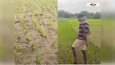 Bankura Weather: ভরা শ্রাবণেও দেখা নেই বৃষ্টির, মাথায় হাত কৃষকদের