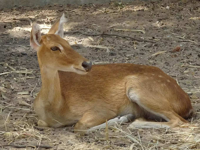 ಜಿಂಕೆಗಳ ಆವಾಸ ಸ್ಥಾನ...!