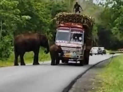 Sugarcane Tax : పన్ను వసూలు చేసిన ఏనుగులు .. రోడ్డుపై వాహనాన్ని ఆపేసి...