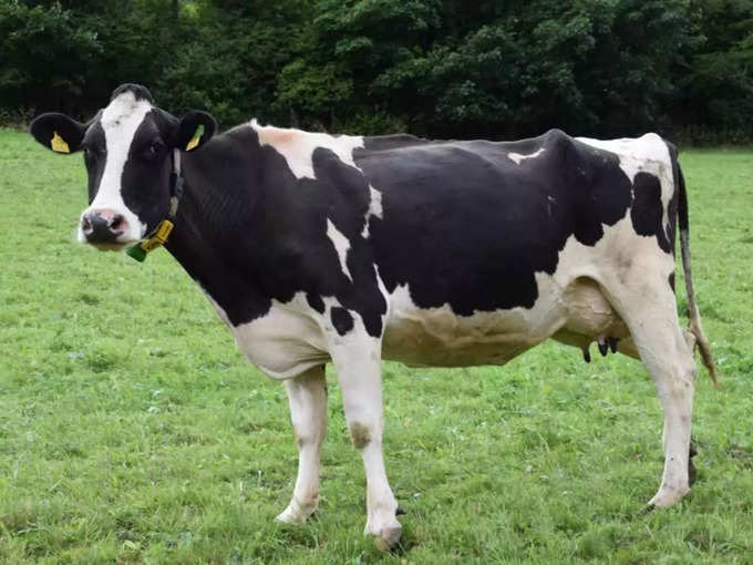 cow face recognition