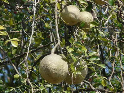 bael leaves: ಶಿವಪೂಜೆಗೆ ಮಾತ್ರವಲ್ಲ ಆರೋಗ್ಯಕ್ಕೂ ಬೇಕು ಬಿಲ್ವಪತ್ರೆ