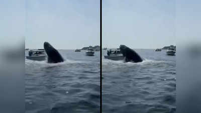 Humpback Whale: समुद्र में जब छोटी सी नाव पर कूद गई विशाल व्‍हेल मछली, दशहत में आए लोग, देखें वीडियो