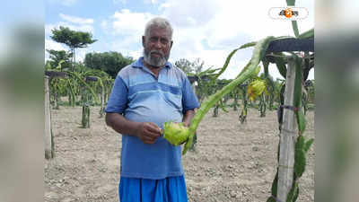 Dragon Fruit Farming: আমের পর এবার ড্রাগন ফল! বিকল্প চাষে লক্ষ্মীলাভ Malda-র কৃষকদের